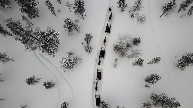 Drone view of reindeer sleighride in Saariselka, Lapland, Finland.