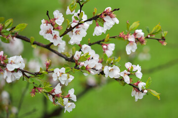 The world of flowering plants