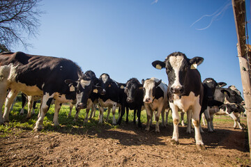 Close up wide-angle image of a herd of Friesland cows in a meadow on a dairy farm