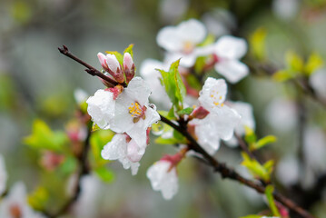 Obraz premium The world of flowering plants