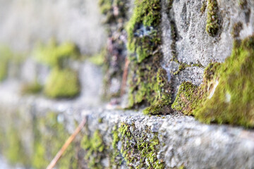 石壁に生える苔