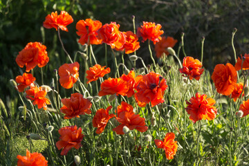 Naklejka premium Beautiful red poppies in the field spring day
