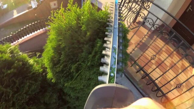 Thuja Bush Trimming with Electric Hedge Trimmers POV Slow Motion