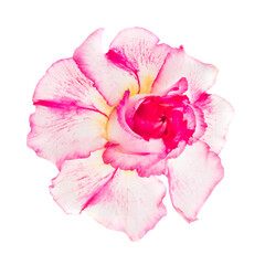 Obraz na płótnie Canvas Pink red flower adenium obesum isolated on white background