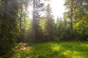 summer forest glade at the early morning © Yuriy Kulik
