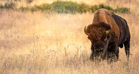 Stand off