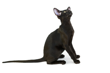 Black purebred oriental cat little kitten isolated on white background