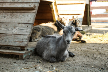 Cute little goatling on farm. Animal husbandry