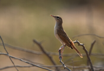 Rufous-tailed Scrub Robin perched on twig at Hamala, Bahrain