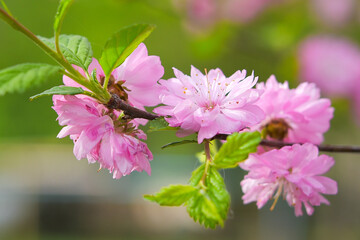 Obraz premium The world of flowering plants