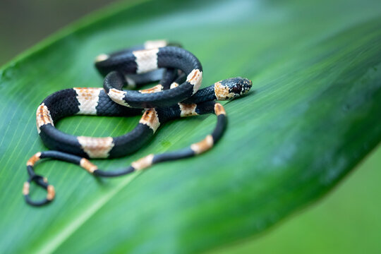 Snail-eating snake, any of several members of the Old World subfamily Pareinae and of the New World subfamily Dipsadinae, family Colubridae. 