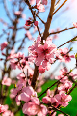 Peach blossoms blooming in the spring garden, China