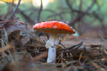 closeup red fluagaric mushroom in a forest