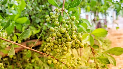 Henna (Lawsonia inermis) plant and green leaves, bunch of green blooming greenish buds, seeds...