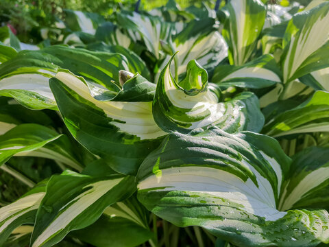 green-white leaves of the khosta in the summer in the garden.Texture of summer khosta leaves with drops under the rain.Selective focus.