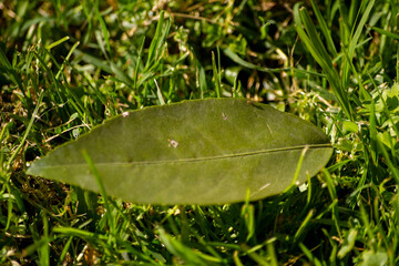 Hoja verde sobre césped