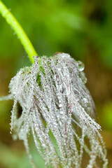 The world of flowering plants