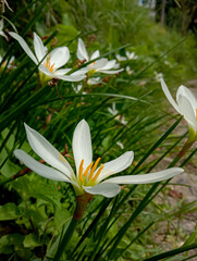 Indian Zephyranthes candida, a member of the Amaryllis family.