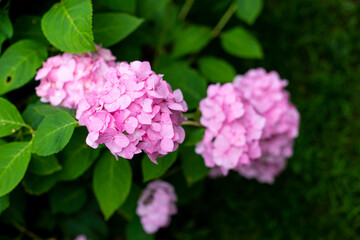 Large deep pink hydrangea blossoms - August summer flower. bush of blooming colorful vibrant pink hydrangeas flowers on its branches and green leaves.