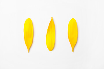 Fresh yellow sunflower petals isolated on white, top view