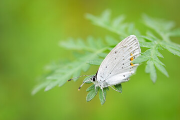 macroworld of insects and plants