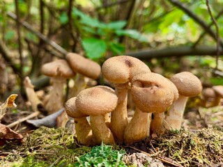 Edible mushrooms in the autumn beautiful forest grow on hemp Rich harvest