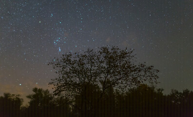 Orion constellation above a night forest silhouette, night starry sky scene