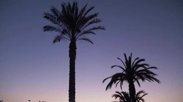 Beautiful palm trees waving in the wind at a city beach at sunset