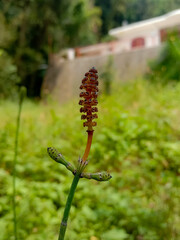 Equisetum ramosissimum or brached horsetail, species of evergreen horsetail