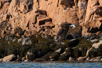 European white tailed eagle flies in front of red rocks