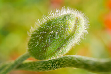 The world of flowering plants