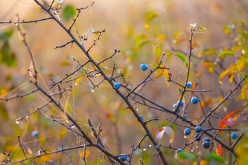 closeup thorn bush with ripen berries in a early morning mist, autumn outdoor scene