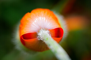 The world of flowering plants