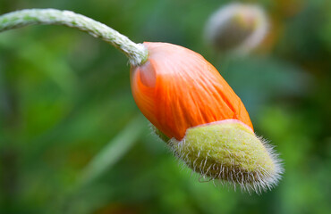 The world of flowering plants