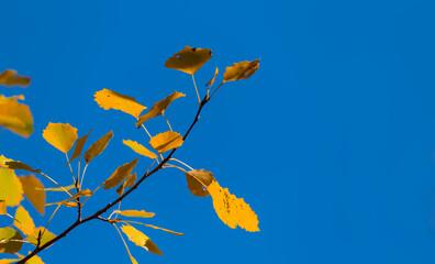 closeup red aspen tree branch on a blue sky, autumn natural background
