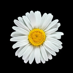 Chamomile or daisy isolated on white background