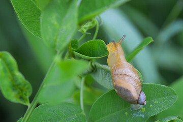 macroworld of insects and plants