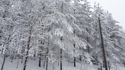 snow covered trees