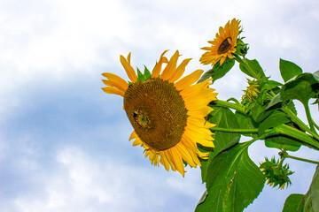 Eine Sonnenblume vor blauem himmel