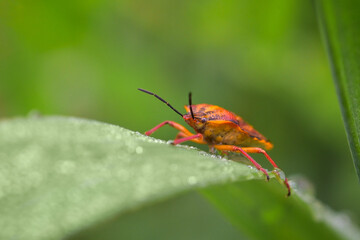 macroworld of insects and plants