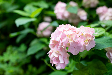 Large deep pink hydrangea blossoms - August summer flower. bush of blooming colorful vibrant pink hydrangeas flowers on its branches and green leaves.