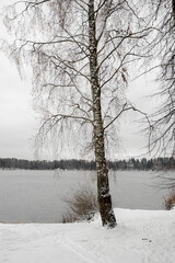 landscape with birch trees and snow