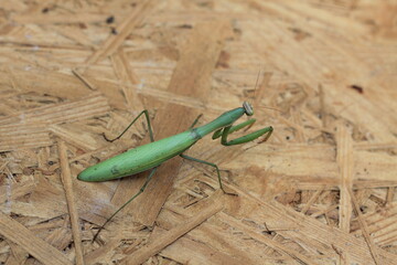 praying mantis