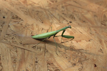 green praying mantis