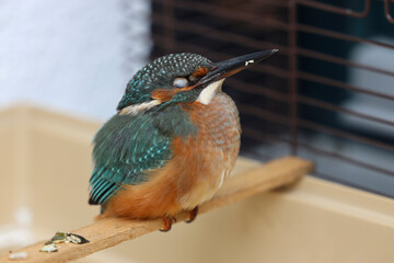 Eisvogel auf einem Stock sitzend