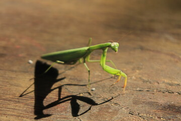 mantis insect in nature close up