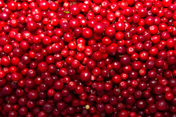 Background of Vaccinium vitis-idaea lingonberry, partridgeberry or cowberry Natural food of wild nature, rich in vitamins. Non GMO. Top view. Northern Europe, America and Russia.