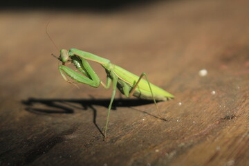 mantis insect in nature close up