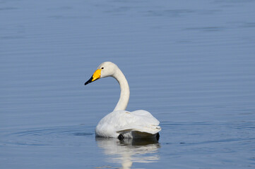 white swan on the water