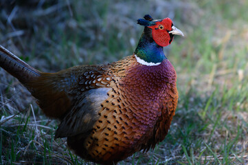 pheasant male in the grass